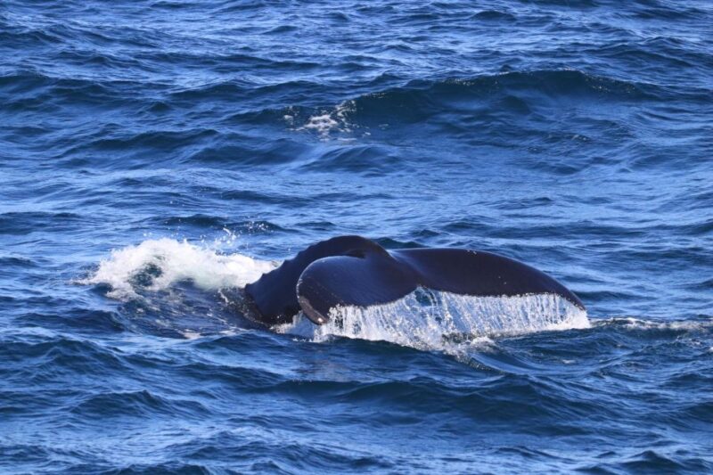Reykjavik: Best Value Whale Watching Boat Tour - Important Information