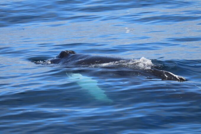 Reykjavik: Best Value Whale Watching Boat Tour - Marine Wildlife Encounters