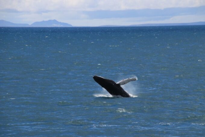 Reykjavik: Best Value Whale Watching Boat Tour - Frequently Asked Questions
