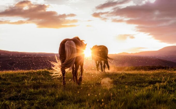 Reykjavik: Golden Circle, Tomato Farm and Kerið Crater Tour - Pickup/Drop-off