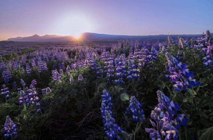 Reykjavik: Golden Circle, Tomato Farm and Kerið Crater Tour - Frequently Asked Questions