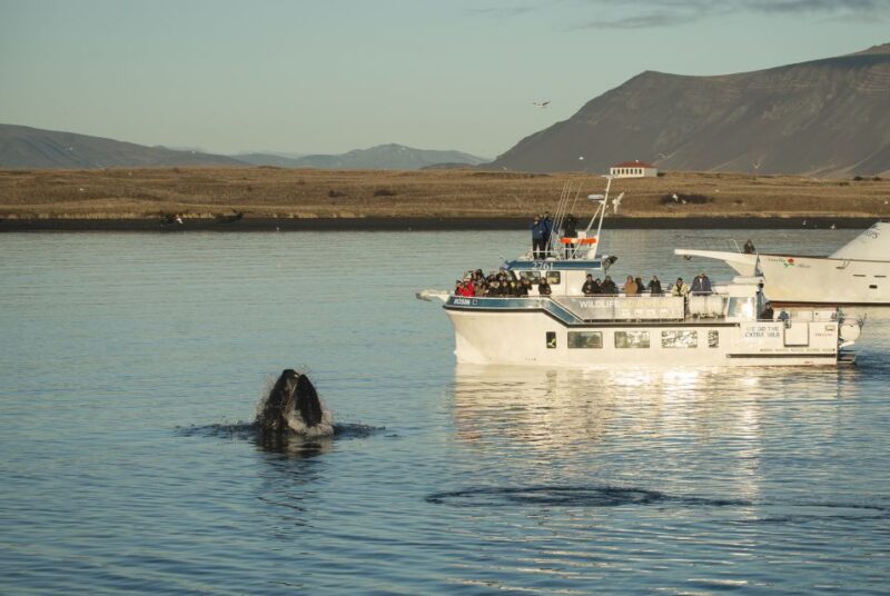 Reykjavík: Midnight Sun Whale Watching Cruise - Key Points