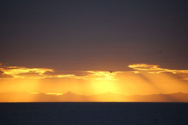 Reykjavík: Midnight Sun Whale Watching Cruise - Whale and Wildlife Sightings