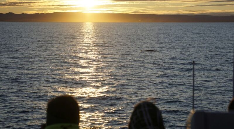 Reykjavík: Midnight Sun Whale Watching Cruise - Booking and Cancellation Policy