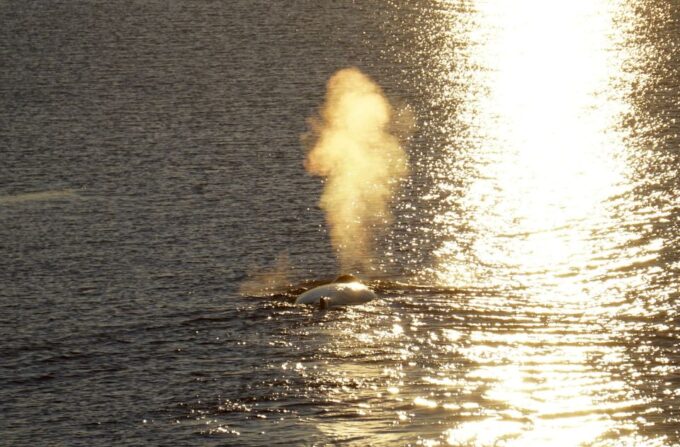 Reykjavík: Midnight Sun Whale Watching Cruise - Tour Safety and Weather Conditions