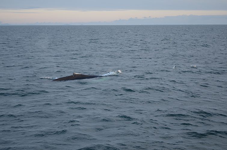 Reykjavik: Midnight Sun Whale Watching Tour - Customer Feedback and Ratings