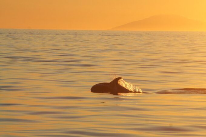 Reykjavik: Midnight Sun Whale Watching Tour - Booking and Cancellation Policy