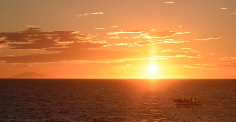 Reykjavik: Premium Whale and Puffin Watching Evening Tour - Experience Highlights