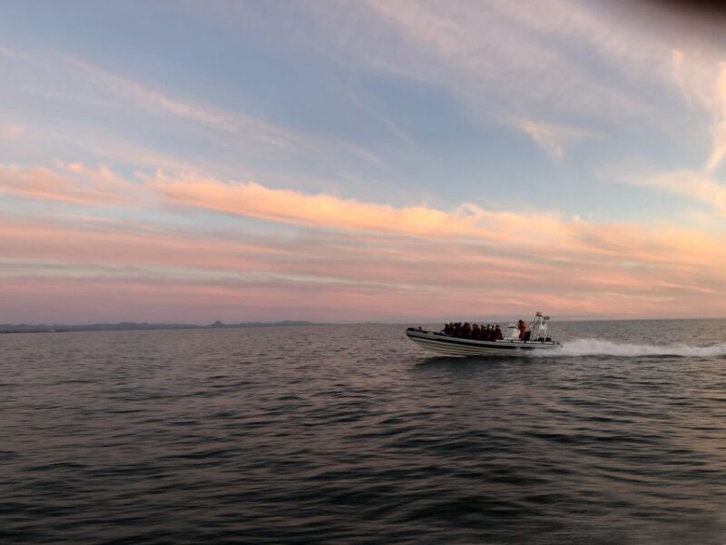 Reykjavik: Premium Whale and Puffin Watching Evening Tour - Wildlife Encounter