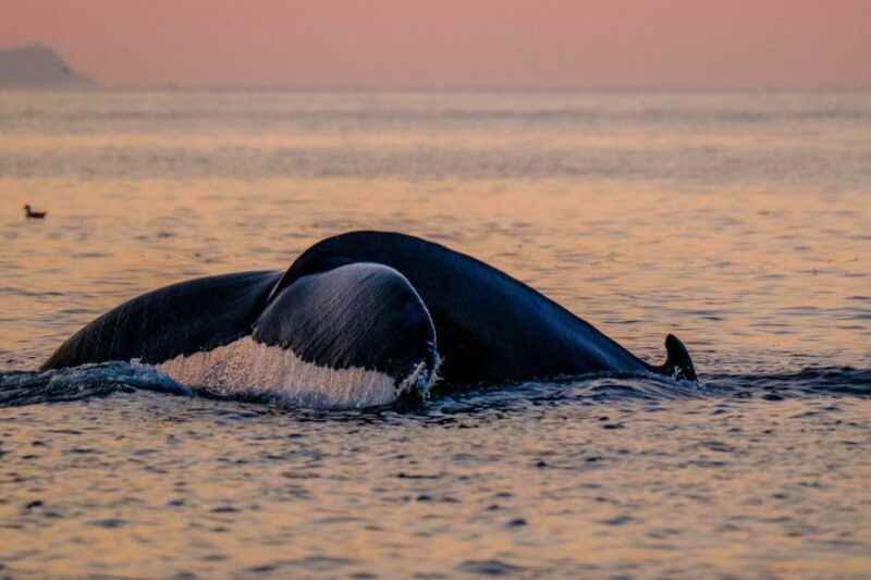 Reykjavik: Premium Whale and Puffin Watching Evening Tour - Meeting and Preparation