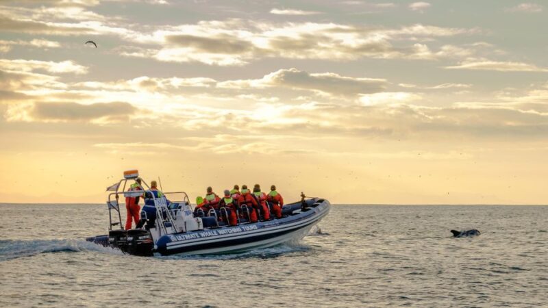 Reykjavik: Premium Whale and Puffin Watching Evening Tour - Customer Feedback