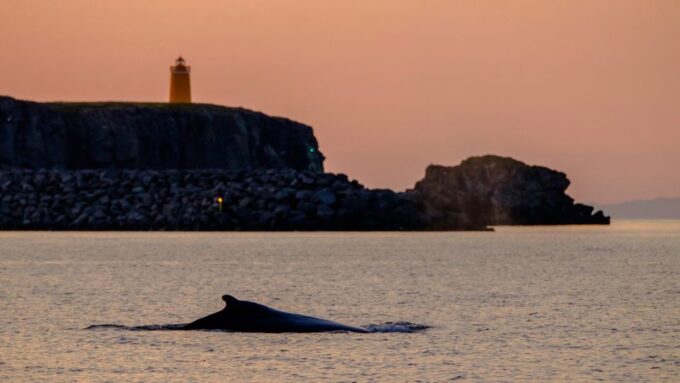 Reykjavik: Premium Whale and Puffin Watching Evening Tour - Safety and Accessibility