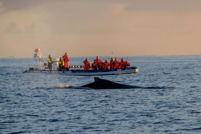 Reykjavik: Premium Whale Watching With Flexible Ticket - Boat and Safety Features