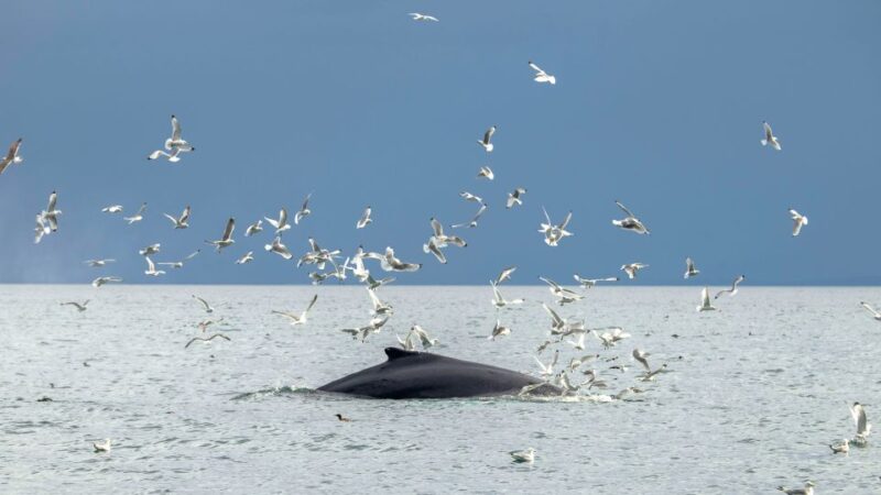 Reykjavik: Premium Whale Watching With Flexible Ticket - Puffin Watching Opportunity