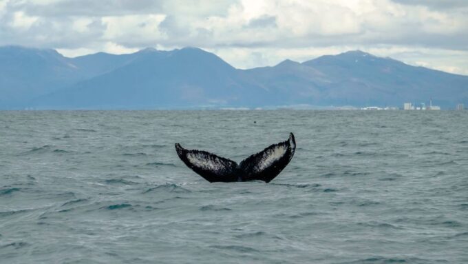 Reykjavik: Premium Whale Watching With Flexible Ticket - Weather and Wildlife Guarantee