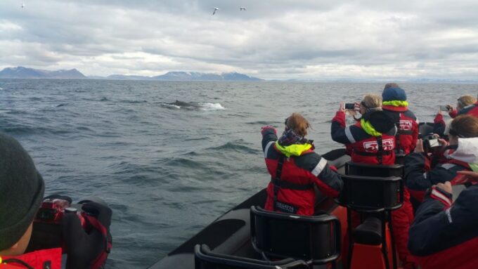 Reykjavik: Premium Whale Watching With Flexible Ticket - Rescheduling and Cancellation Policy