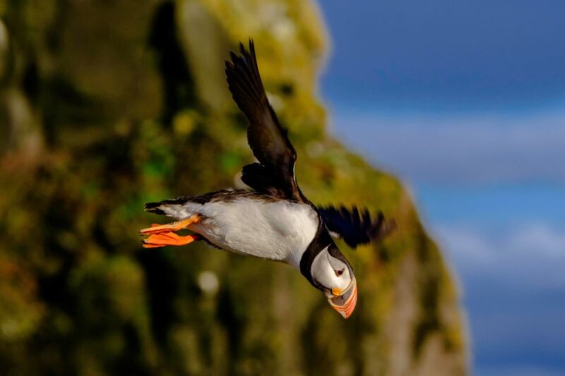 Reykjavik: Puffin Watching Tour - Customer Feedback