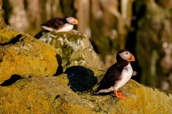 Reykjavik: Puffin Watching Tour - Exploring Faxafló Bay