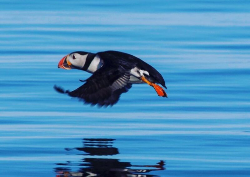 Reykjavik: Puffin Watching Tour by RIB Speedboat - Tour Details and Logistics