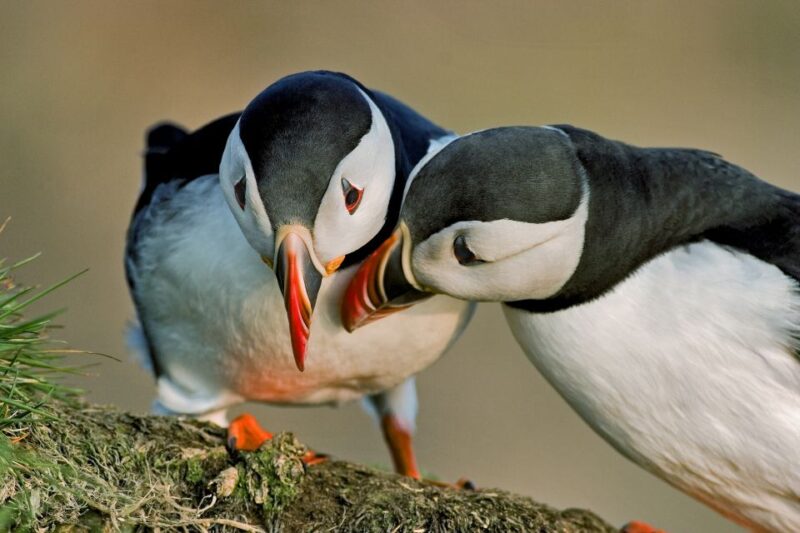 Reykjavik: Puffin Watching Tour by RIB Speedboat - Customer Feedback