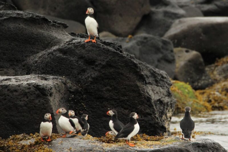 Reykjavik Puffin Watching Tour - Experience Highlights