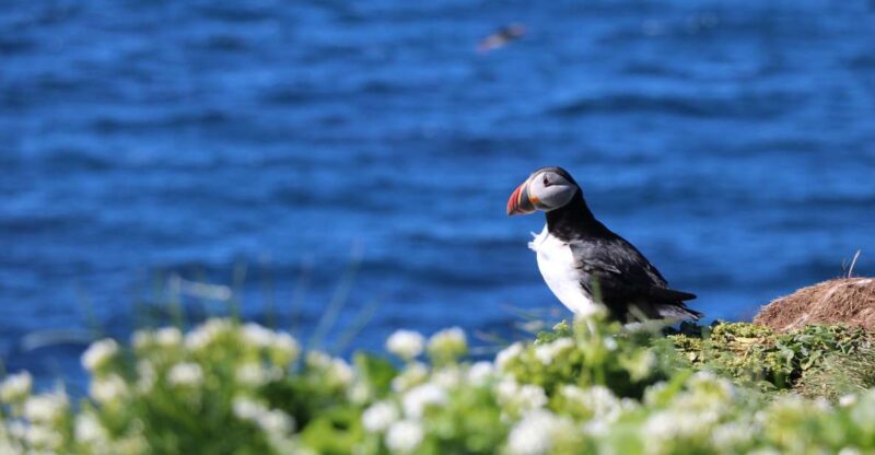 Reykjavik Puffin Watching Tour - Inclusions