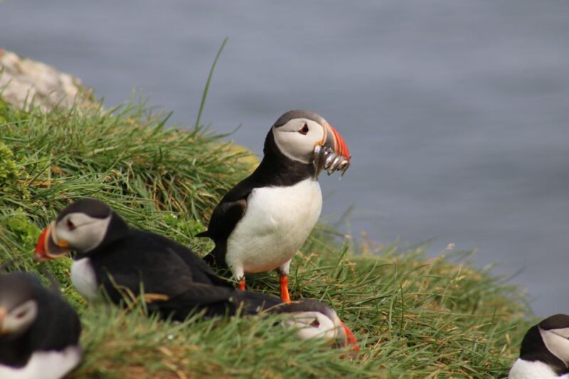 Reykjavik Puffin Watching Tour - Customer Reviews