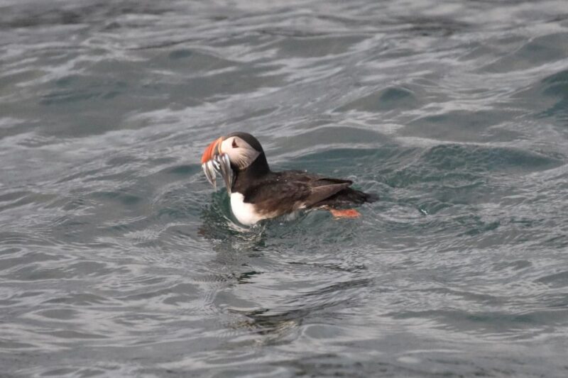 Reykjavík: RIB Speed-Boat Puffin Watching Tour - Experience Highlights