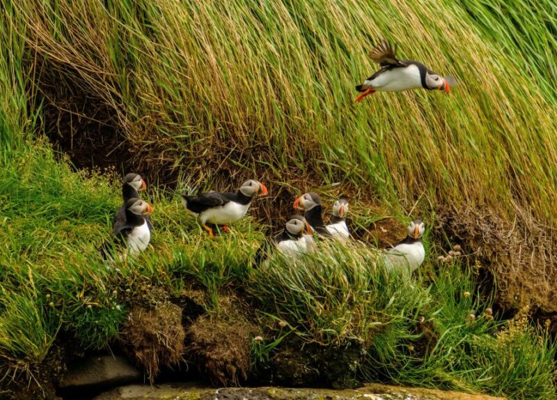 Reykjavík: RIB Speed-Boat Puffin Watching Tour - Tour Logistics