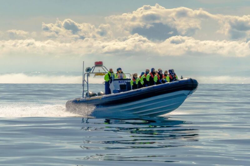 Reykjavík: RIB Speed-Boat Puffin Watching Tour - Customer Experience