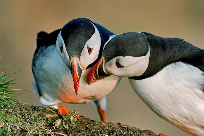 Reykjavik Shore Excursion: Puffin Sightseeing Cruise - Meeting and Pickup Details