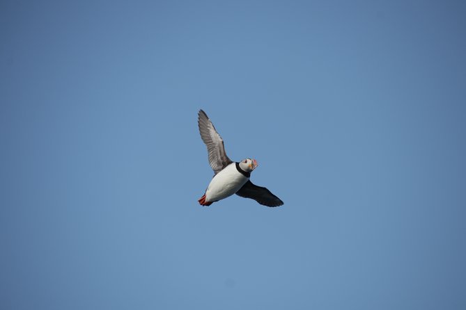 Reykjavik Shore Excursion: Puffin Sightseeing Cruise - Reviews and Feedback