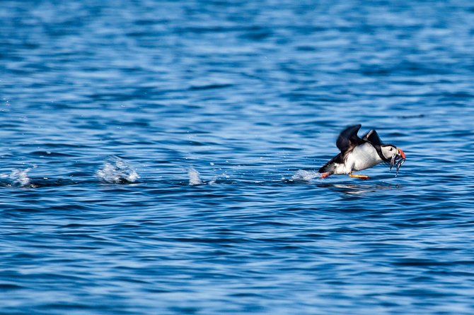 Reykjavik Shore Excursion: Puffin Sightseeing Cruise - Onboard Amenities and Accessibility