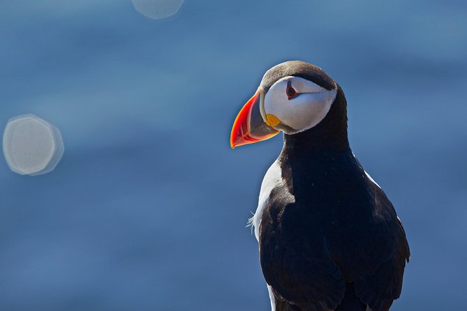 Reykjavik Shore Excursion: Puffin Sightseeing Cruise - Booking and Tour Information