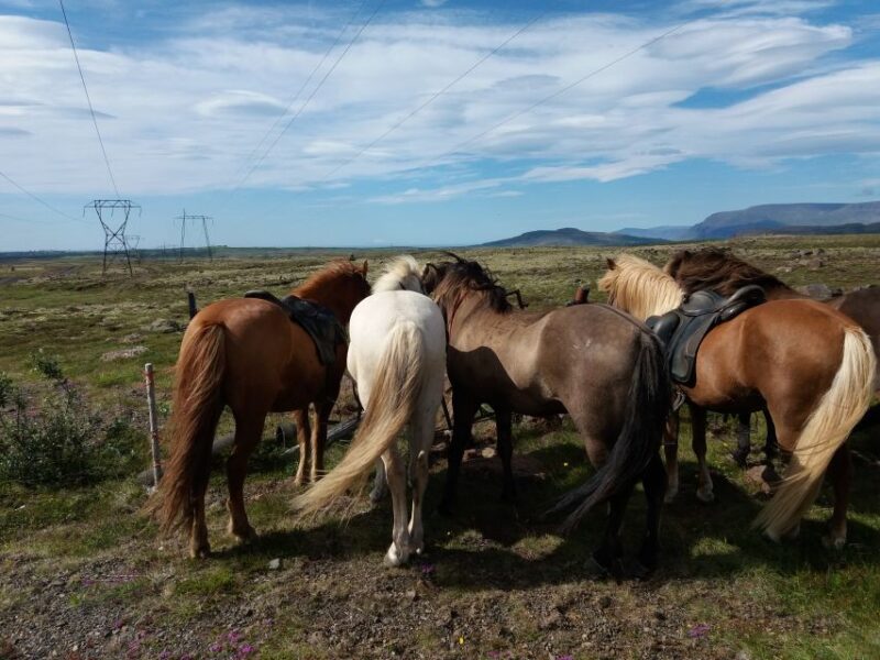 Reykjavik: Silfra Snorkel Tour and Horse Ride With Photos - What to Bring and Important Information