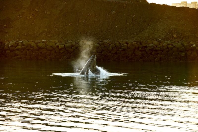 Reykjavik: Whale & Marine Adventure Tour - Experience and Highlights