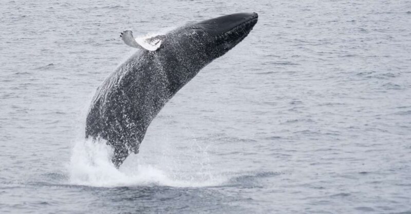 Reykjavik: Whale & Marine Adventure Tour - Meeting Point and Directions