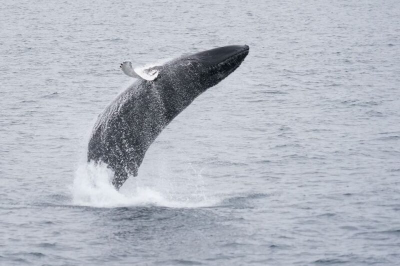 Reykjavik: Whale & Marine Adventure Tour - What to Bring