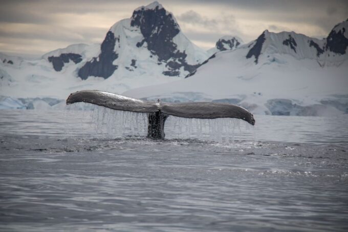 Reykjavik: Whale & Marine Adventure Tour - Customer Ratings