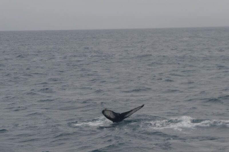 Reykjavik: Whale Watching and Dolphin Watching Yacht Cruise - Meeting Point and Preparation