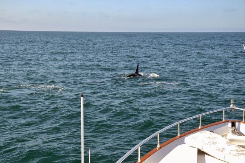 Reykjavik: Whale Watching and Dolphin Watching Yacht Cruise - Wildlife Sightings