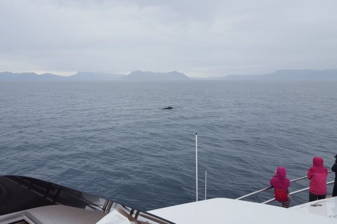 Reykjavik: Whale Watching and Dolphin Watching Yacht Cruise - Yacht Features and Amenities