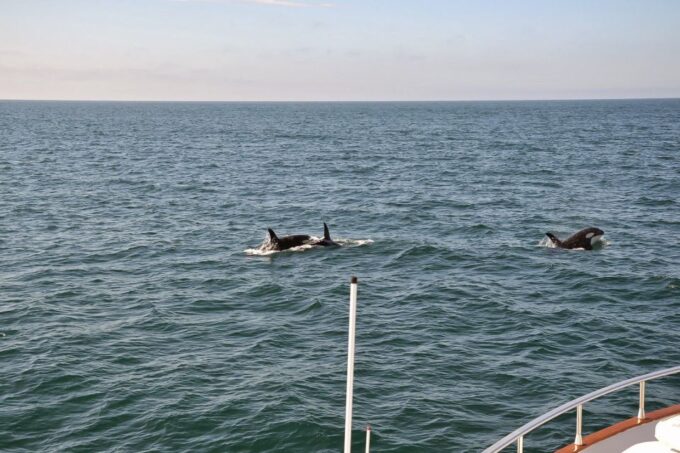 Reykjavik: Whale Watching and Dolphin Watching Yacht Cruise - Emphasis on Smaller Group Size
