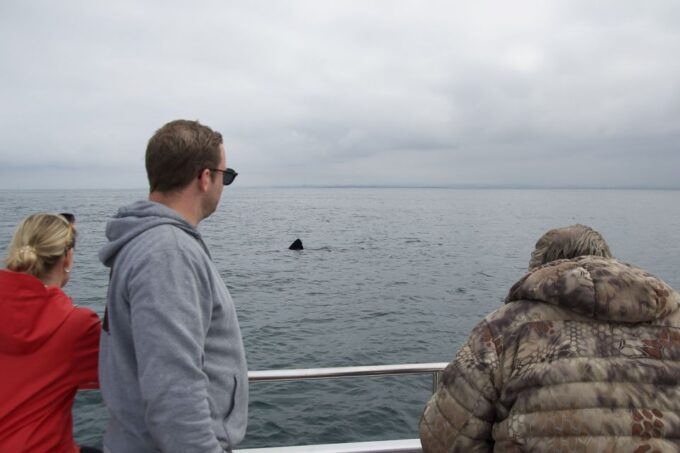 Reykjavik: Whale Watching and Dolphin Watching Yacht Cruise - Puffin Viewing Seasonality