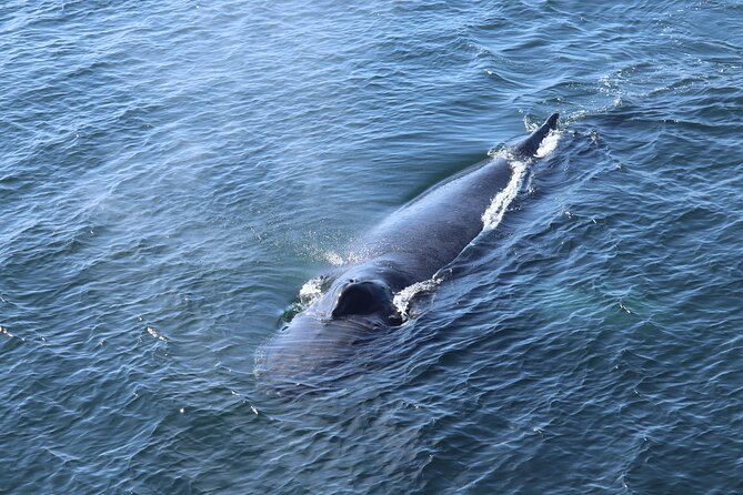 Reykjavik Whale Watching and Lava Show - Meeting Point and Accessibility