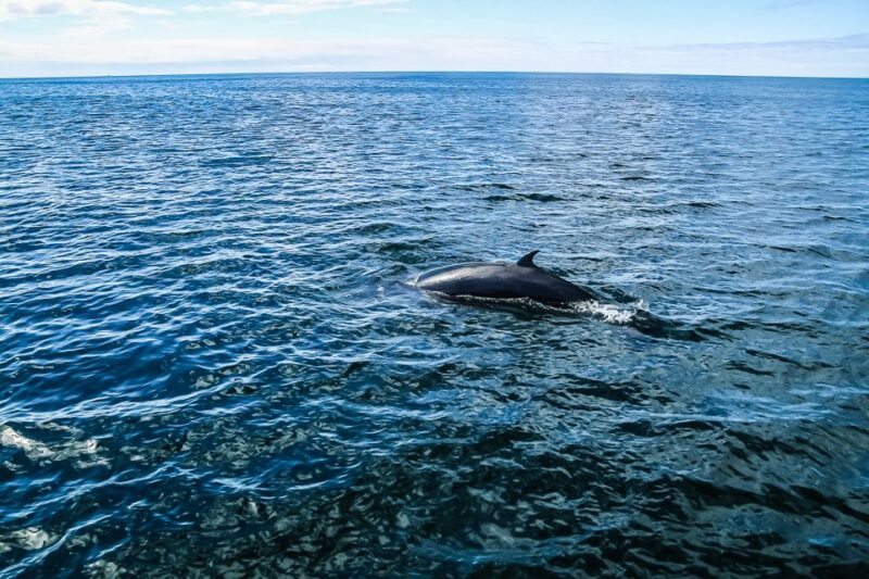 Reykjavík: Whale Watching and Marine Life Cruise - Indoor and Outdoor Seating