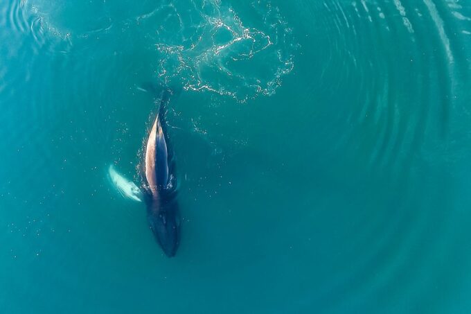 Reykjavík: Whale Watching and Marine Life Cruise - Customer Feedback Highlights