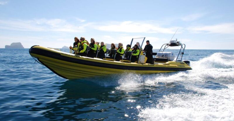 Reykjavik: Whale Watching by RIB Speedboat - Wildlife and Tour Highlights