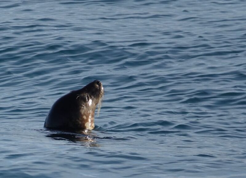 Reykjavik: Whale Watching by RIB Speedboat - Best Time for Whale Watching