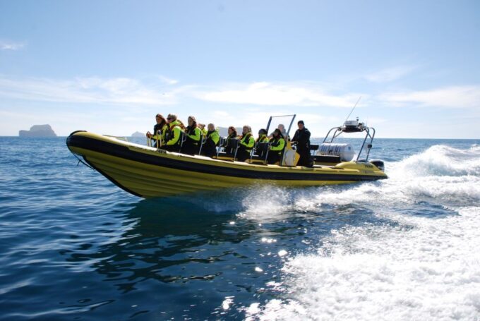 Reykjavik: Whale Watching by RIB Speedboat - Booking and Cancellation Policy